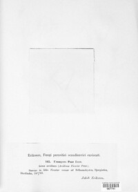 Uromyces dactylidis image